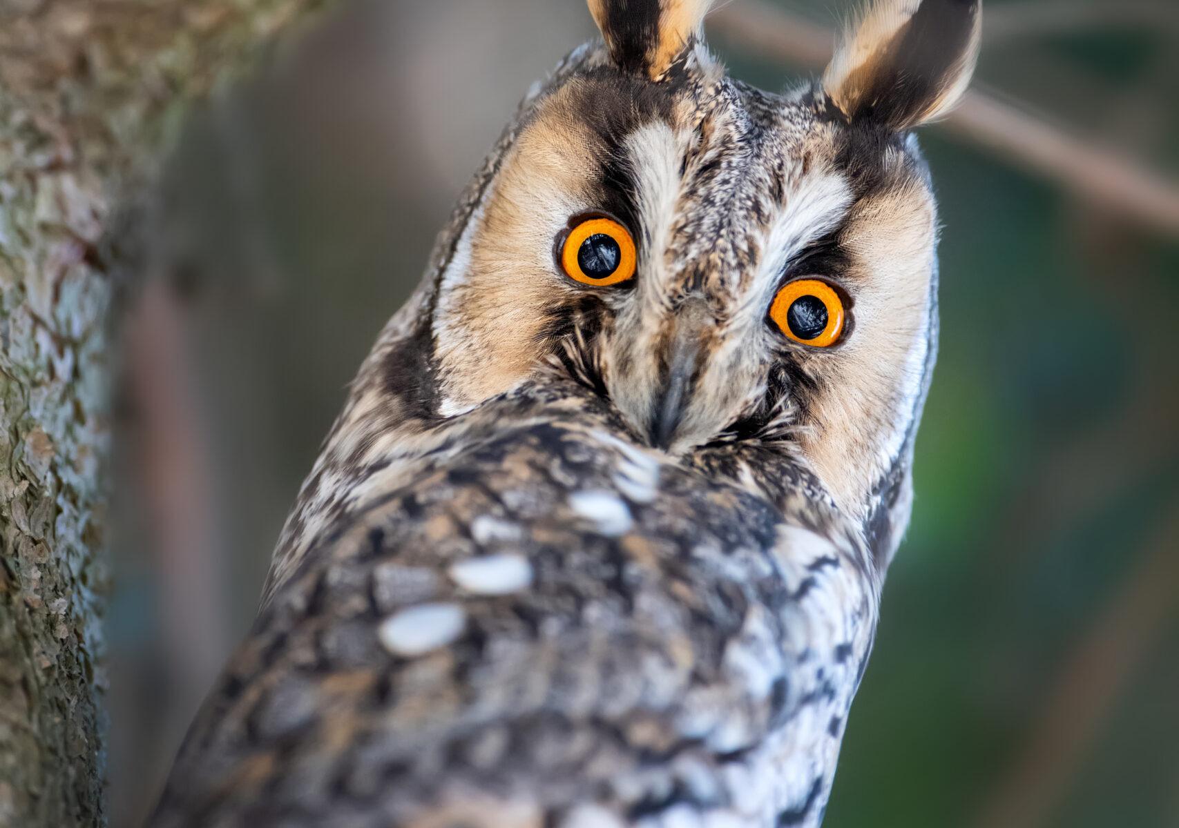 Jonge ransuil zit op een tak