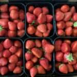 Voorraadkast van de Romeinen Verse aardbeien uit de voorraadkast van de Romeinen, de Betuwe