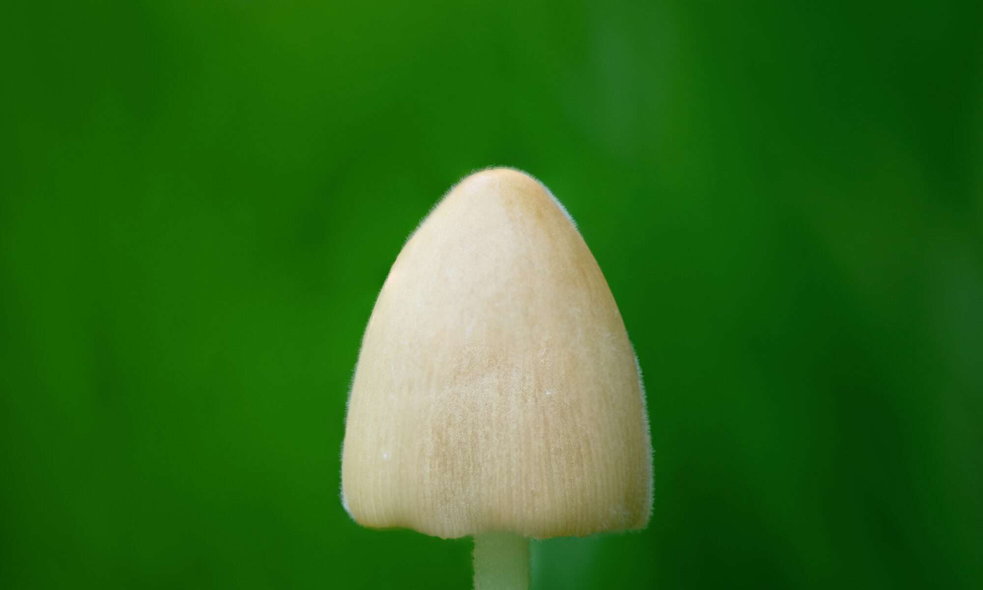 Sinds onze groenteboer regelmatig verse bundelzwam in voorraad heeft, zijn we enthousiast over de smaak en het gemak om de zwammen te bereiden. Onze favoriet zijn de in de koekenpan gesmoorde paddenstoelen.