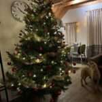 Tot VL bedacht dat Speelboerderij Dondertman ook kerstbomen verkoopt. We vonden de mooiste bomen voor een schappelijke prijs. Een mooie volle boom, een houten kruis er onder én bezorgd voor de deur. IJscake