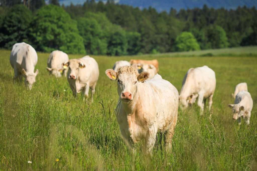 Grasgevoerde koeien betekent dat de dieren hun hele leven vrijwel uitsluitend gras, kruiden, hooi en soms restproducten uit biologische landbouw eten. Geen graan, maïs, soja of krachtvoer.