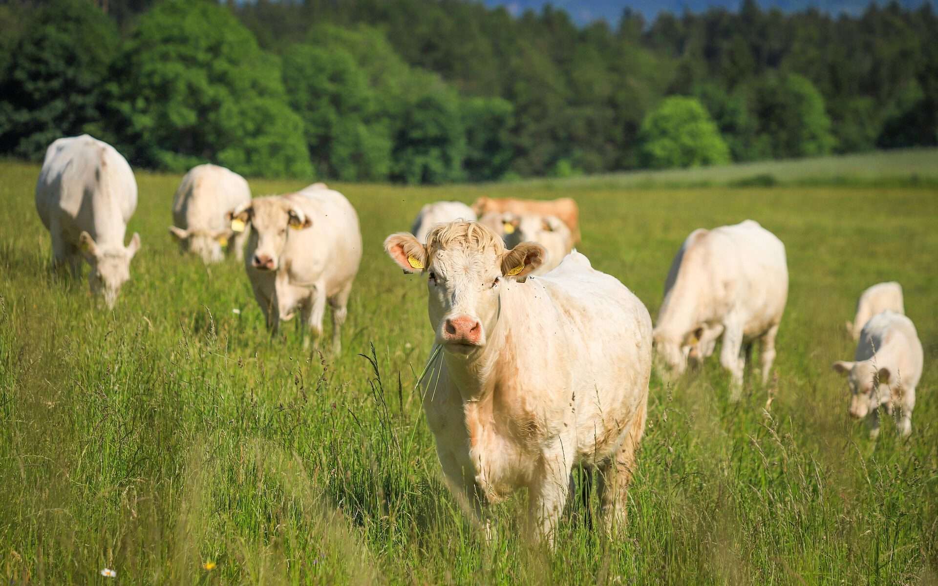 Grasgevoerde koeien betekent dat de dieren hun hele leven vrijwel uitsluitend gras, kruiden, hooi en soms restproducten uit biologische landbouw eten. Geen graan, maïs, soja of krachtvoer.